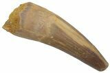 Fossil Spinosaurus Tooth - Real Dinosaur Tooth #220761-1